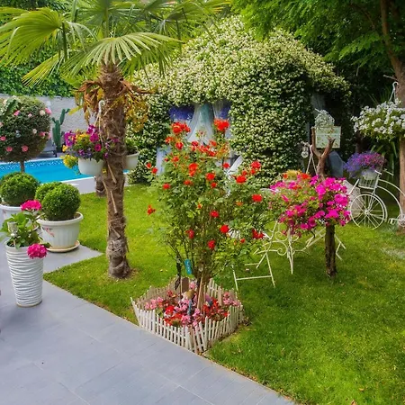 Willa ***green Dream***- In *